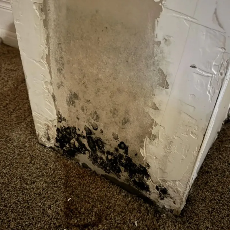 Professional Mold Removal in Dardenne Prairie, MO